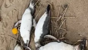 Aparecieron 2.000 pingüinos muertos en las costas de Uruguay y apuntan contra la pesca ilegal