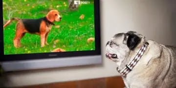 Animal Planet emitirá el 24 y el 31 de diciembre una programación especial presentando DOGTV.