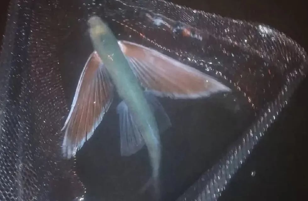 El pez volador fotografiado en España (Gentileza / La Voz de Galicia)