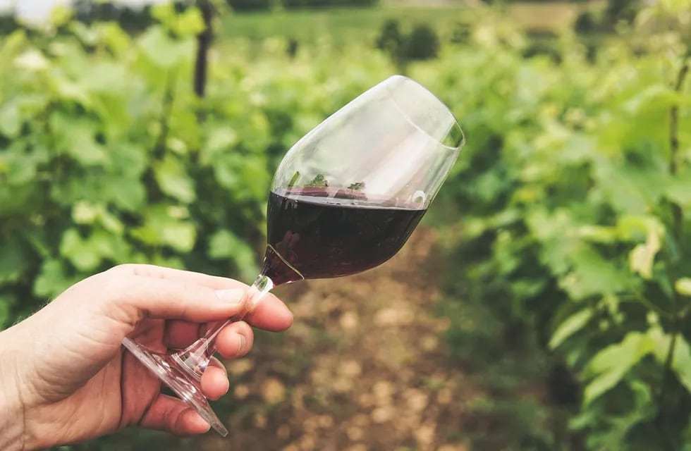 El consumo moderado de vino genera múltiples beneficios para la salud.