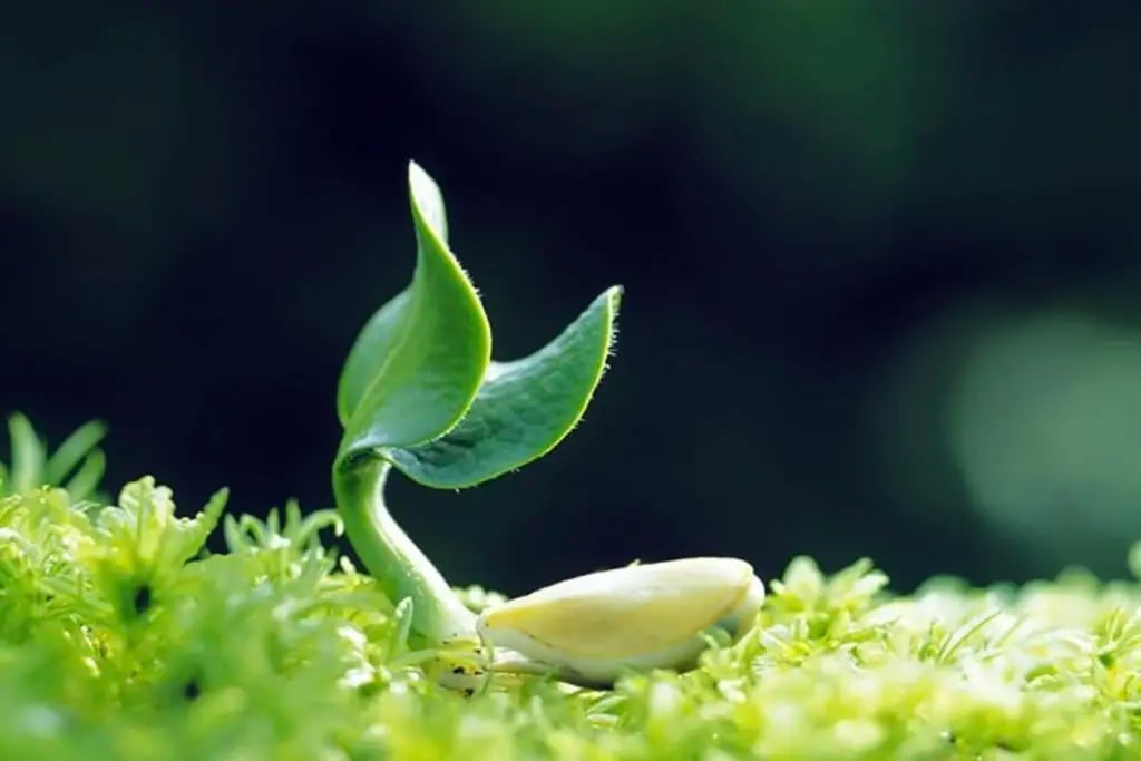 Dormición de las semillas: un atributo bueno o malo según de dónde se lo mire