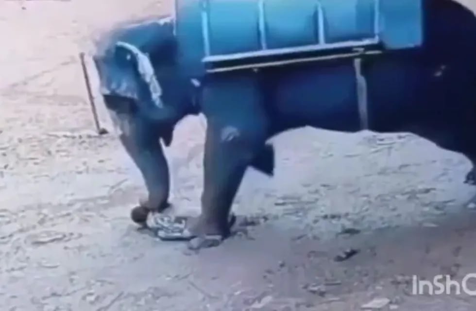 Un hombre de 62 años murió pisoteado y aplastado por un elefante / Captura de pantalla