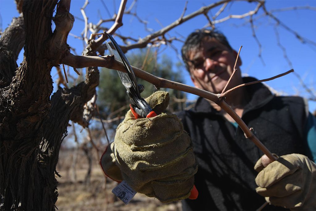 Poda, viña, viñedos
El señor Atilio, trabaja realizando la poda de sus viñedos en la finca ubicada en el departamento de San Martin
Foto: José Gutiérrez /  Los Andes
trabajo rural, poda de vid