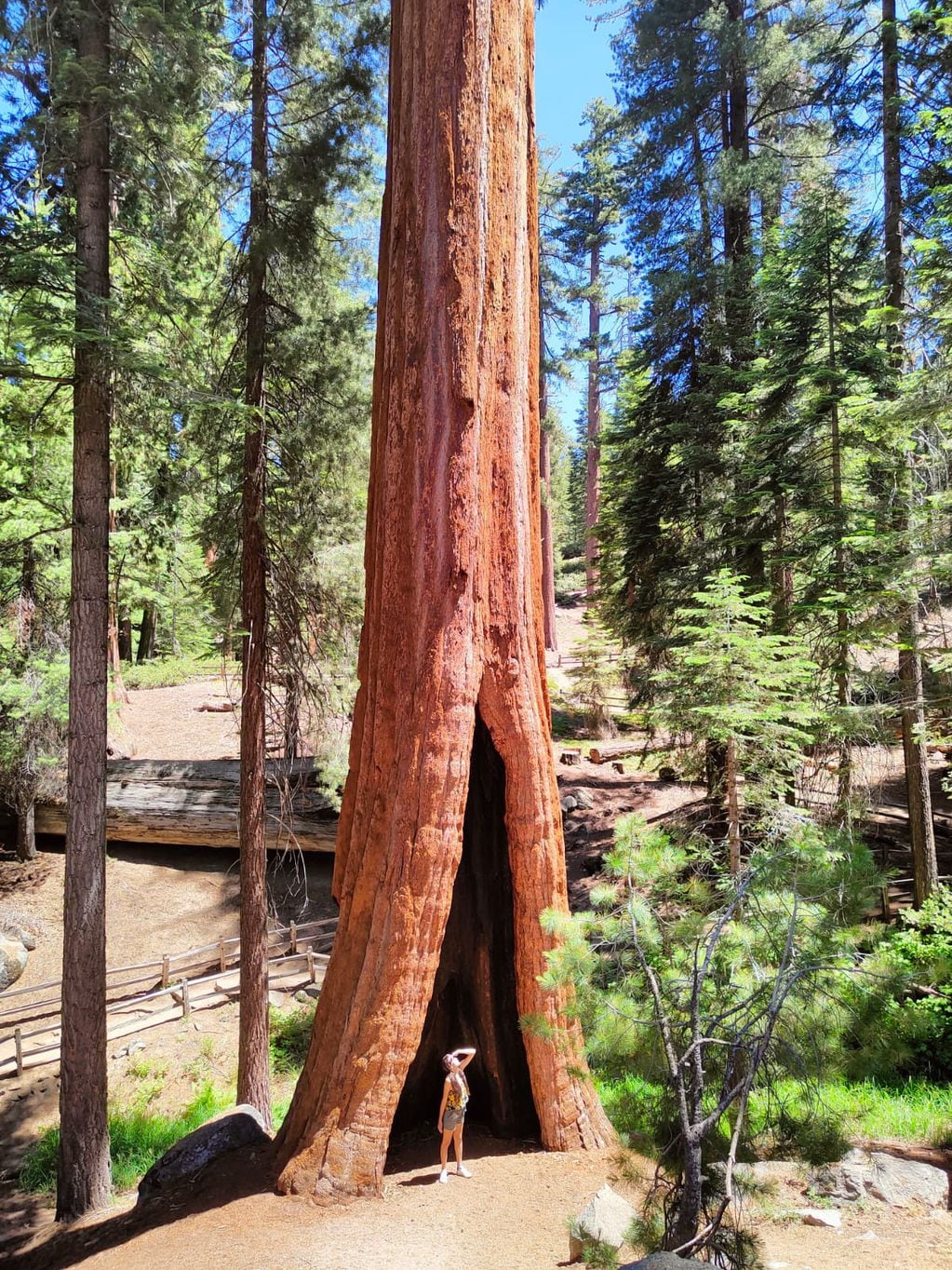 Sequoia National Park - USA.