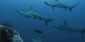 Una mujer quedó atrapada debajo de 200 tiburones mientras buceaba