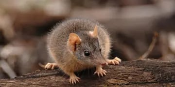 Un ratón marsupial australiano macho
