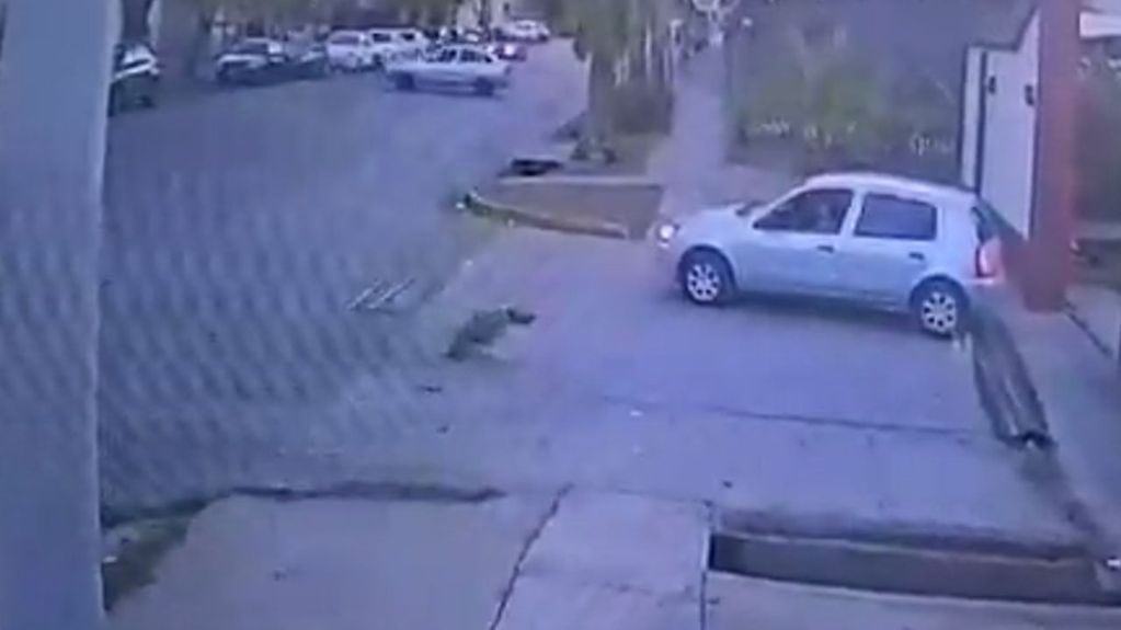 El can, luego de ser atropellado, cruzó la calle en dos patas. Foto: captura de video.