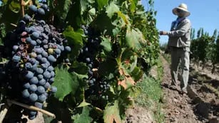 Contratistas y empleados aportan trabajo para la producción de los viñedos. 