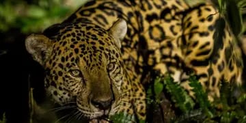 Día del Yaguareté: el felino más grande de nuestro continente
