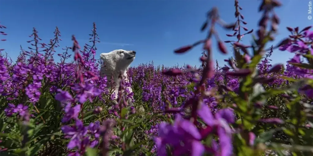 “Entre las flores”, del fotógrafo canadiense Martin Gregus, exhibe a un cachorro de oso polar asomando la cabeza por encima de un mar de coloridas flores, en la costa de la Bahía de Hudson, Canadá. Foto: Martin Gregus