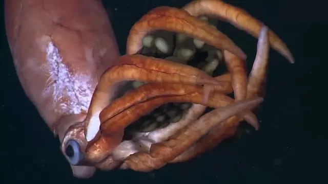 El impresionante video de un calamar desconocido resguardando a sus crías entre sus tentáculos