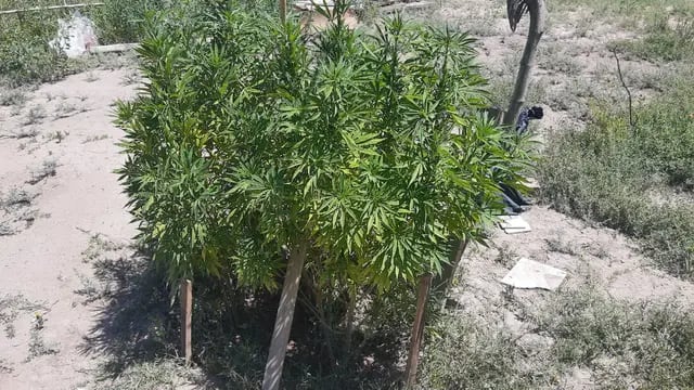 Plantación de marihuana en Guaymallén.