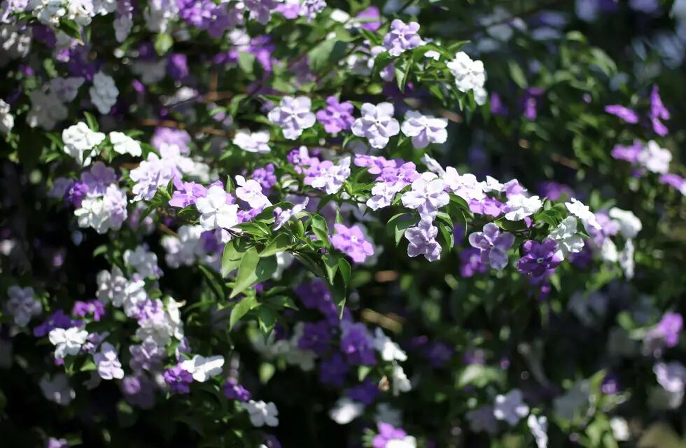 Ideas para el jardín: el jazmín paraguayo que luce flores violetas a la  mañana y blancas por la tarde