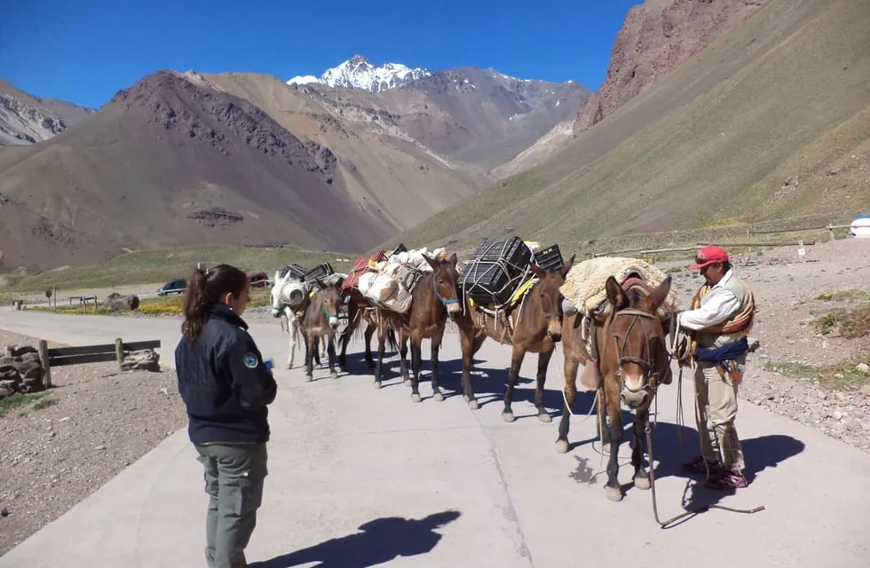 Mulas de carga en parque Aconcagua junto a una guardaparque. | Foto: Gobierno de Mendoza