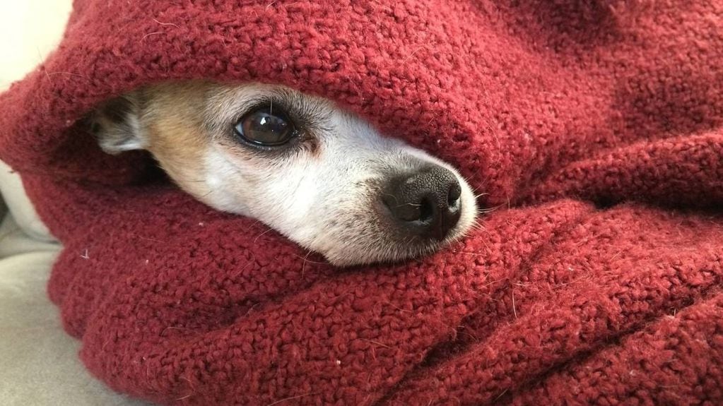 Perros y gatos pueden sufrir el frio extremo