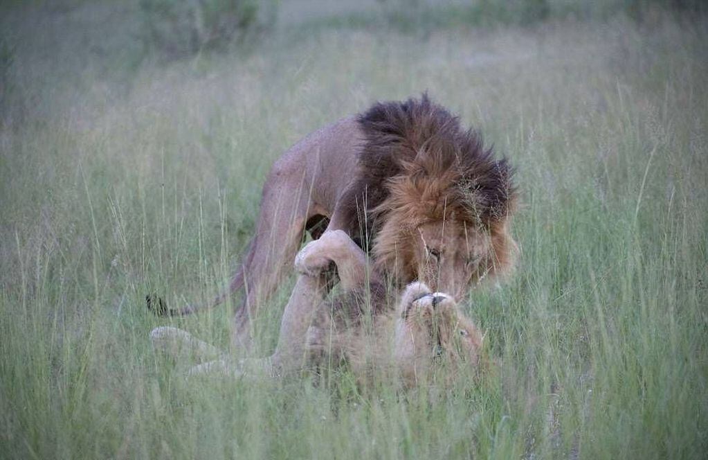 La historia de amor de dos leones gays de África arrasa en internet