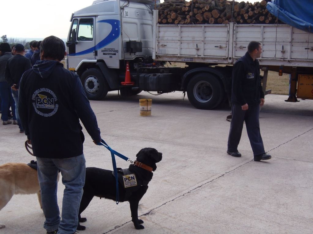 Ya son 15 los canes detectores de droga en Mendoza. | Foto: gentileza PCN