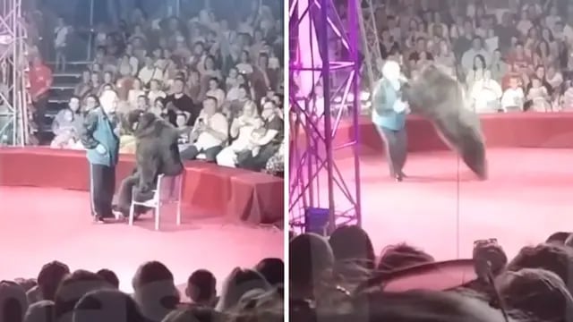 Video: una osa atacó a su entrenador en un circo en Rusia y causó pánico