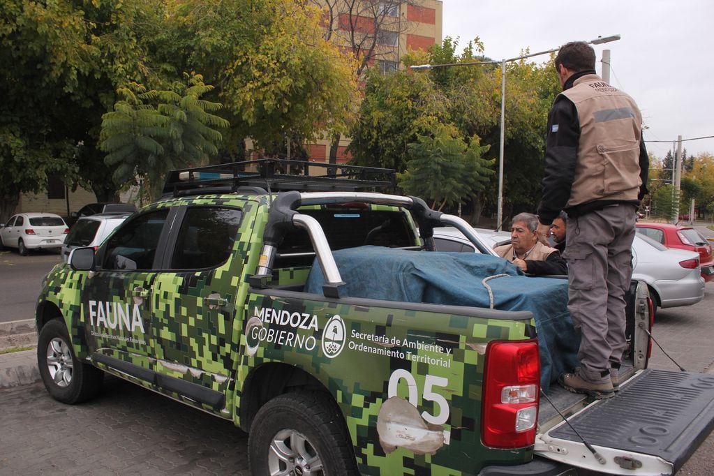 Fotos y videos: Así fue la liberación de 4 gavilanes en Mendoza, claves para el control natural de plagas. Foto: Prensa Gobierno de Mendoza