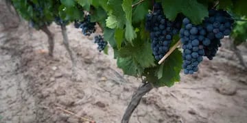 Vitivinicultura: las uvas tintas llevan un retraso en la madurez cercano a los 10 días