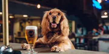 Una cervecería tomó la decisión de ayudar a los refugios de animales en un momento en el que muchas personas abandonan a sus mascotas.