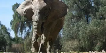 La elefanta Kenya se “acerca” a Pocha y Guille: ya preparan su traslado al Santuario de Brasil. Foto: Gobierno de Mendoza.