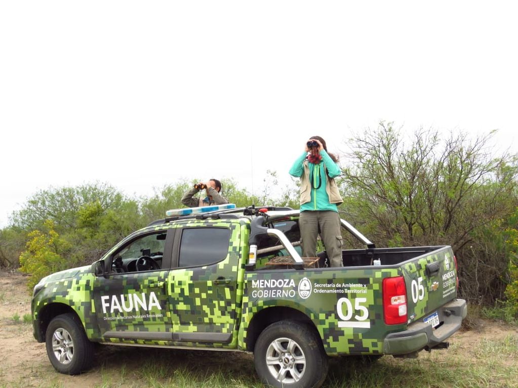 Mendoza aportó tres parejas reproductoras, claves para salvar a una especie en peligro de extinción. Foto: Prensa Gobierno de Mendoza