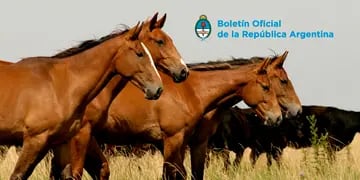 Prohíben la salida de caballos desde las provincias afectadas por un peligroso virus que es contagioso para los humanos