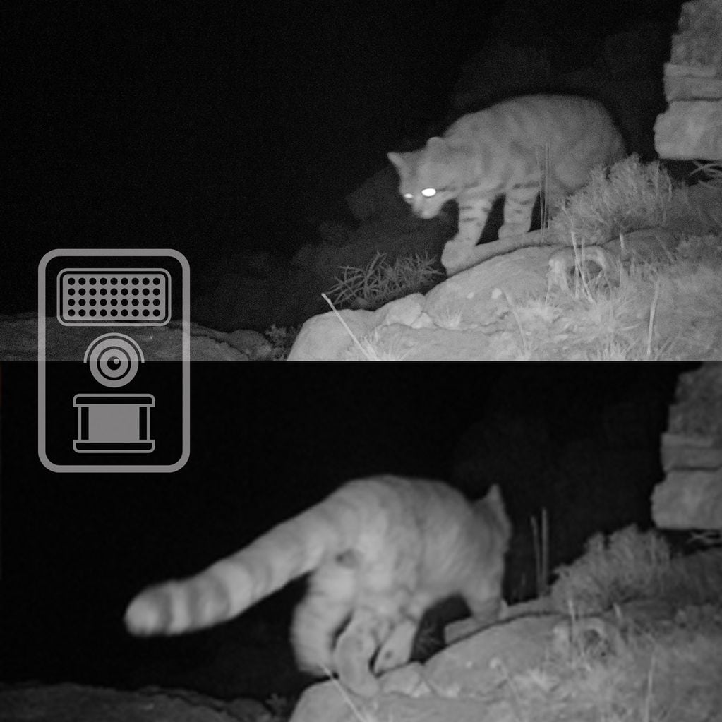 Volvieron a fotografiar al “Fantasma de los Andes”, el felino silvestre más amenazado de América. Foto: Gobierno de Mendoza