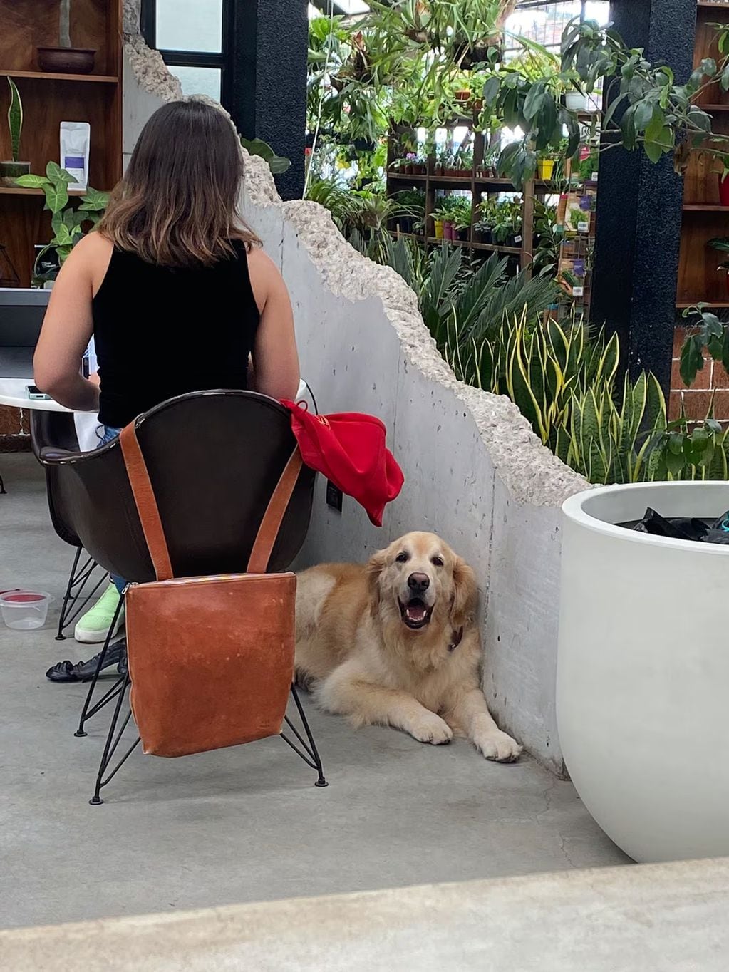 Una chica le contó a su novio que un pero no paraba de verla en su trabajo