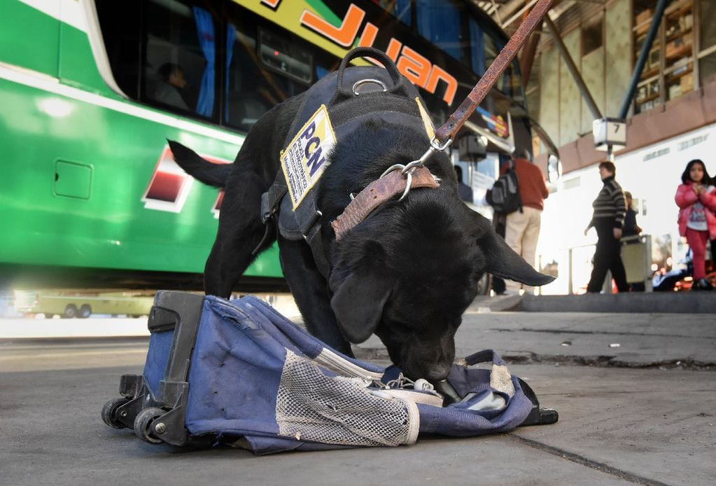 Ya son 15 los canes detectores de droga en Mendoza. | Foto: Los Andes
