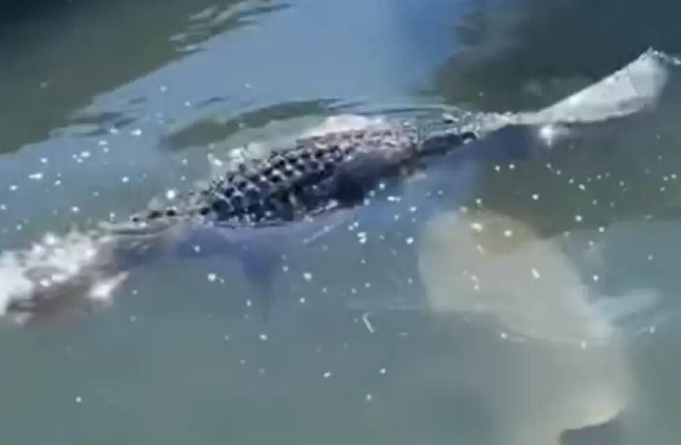 Impresionante video: un tiburón apareció de manera inesperada y atacó a un  cocodrilo en un muelle