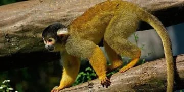 Ambiente y Seguridad rescatan a un mono cautivo que estaba atado en una casa en Guaymallén