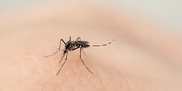  El dengue no da tregua y sigue avanzando en el país. 