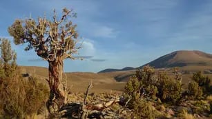 Arbolitos de los Andes que actúan como radares climáticos planetarios