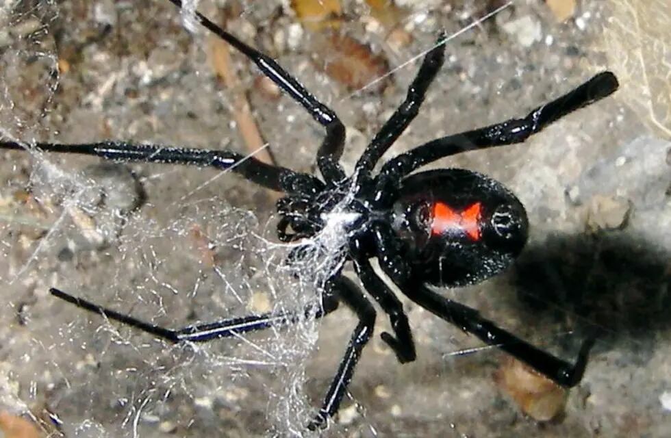 Tres niños se dejaron picar por una araña viuda negra para convertirse en  Spider-Man
