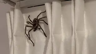 Fue de vacaciones a Pinamar y encontró una araña gigante en su habitación