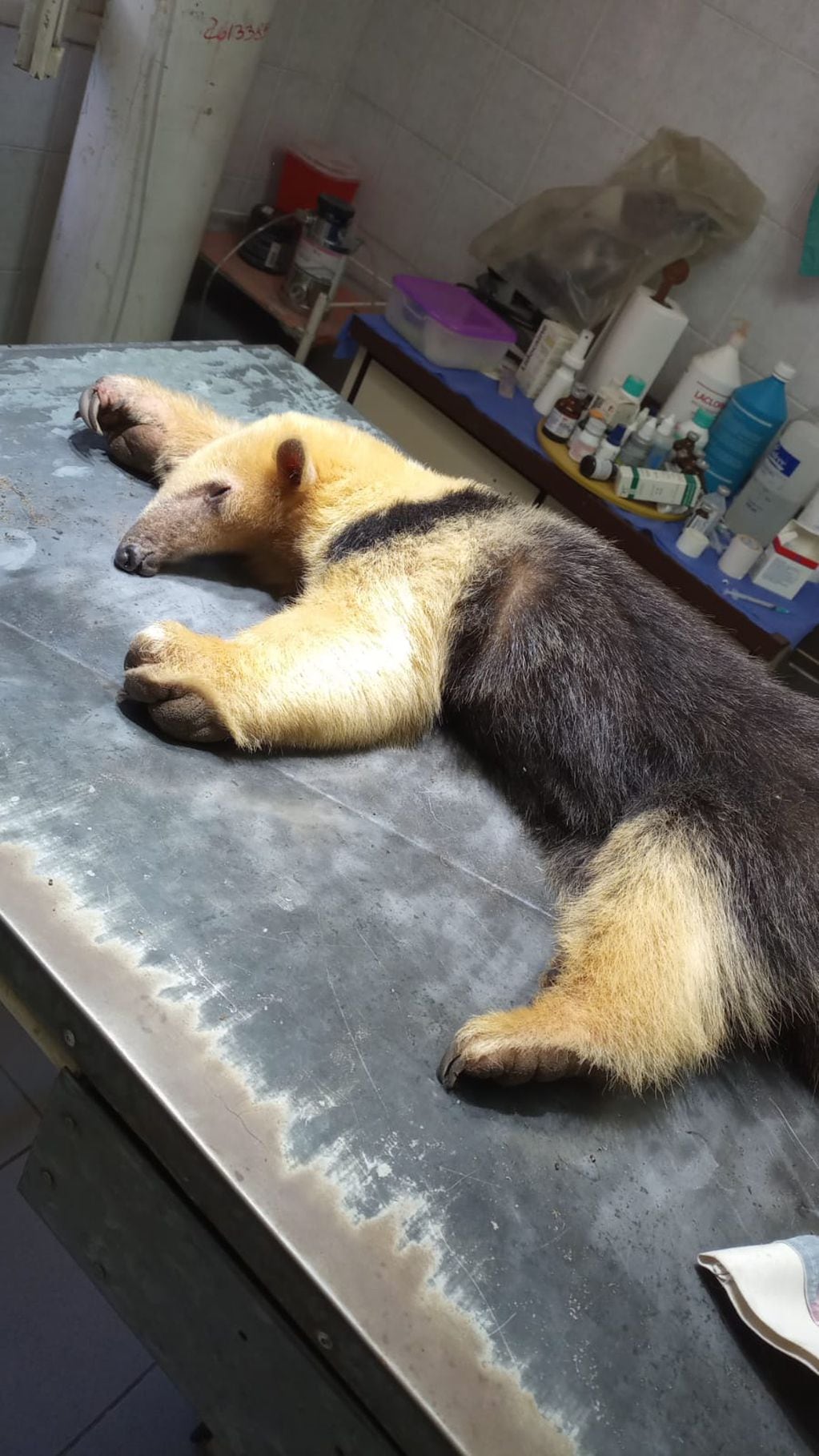 Fotos y video: un oso hormiguero traído de forma ilegal a Mendoza sorprendió a unos puesteros en Santa Rosa. Foto: Gentileza Fundación Cullunche.