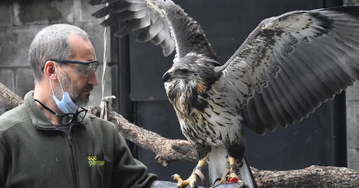 La impactante recuperación del águila coronada que fue encontrada moribunda  en Ñacuñán hace tres meses