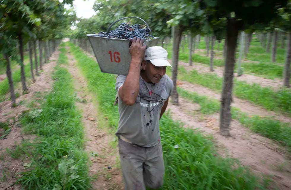Desde el riego, hasta la exportación: todas las herramientas para financiar el trabajo vitivinícola