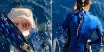 Impactante video: una buzo casi se tira un clavado a la boca de un tiburón