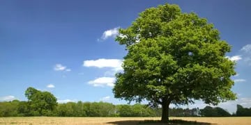 Por qué hoy 29 de agosto se celebra el “Día del Árbol” en Argentina
