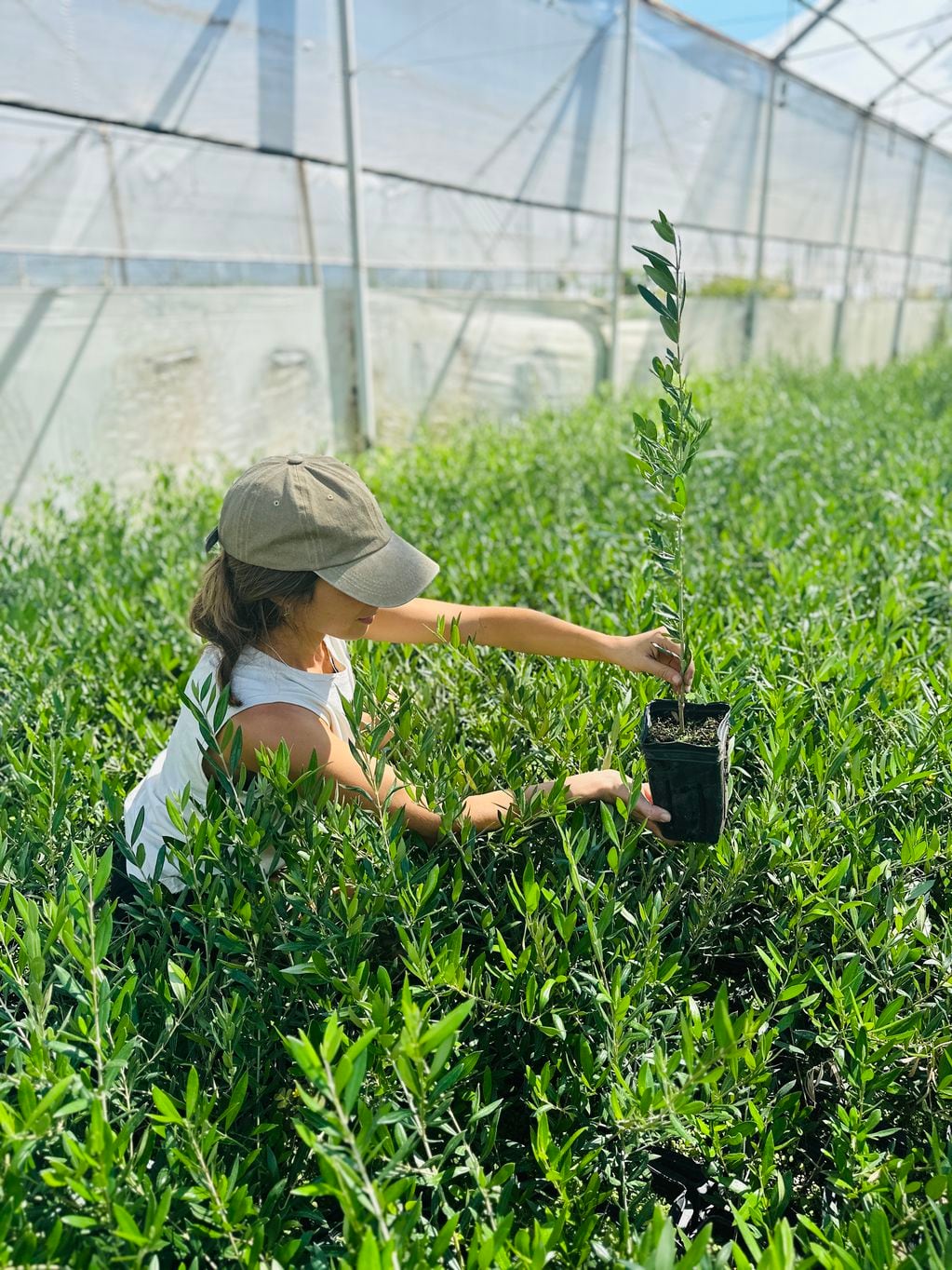 Vivero Productora SA cuenta con 32 años de experiencia en la producción de plantas de olivos y en el desarrollo de sistemas de cultivo para cosecha mecanizada.