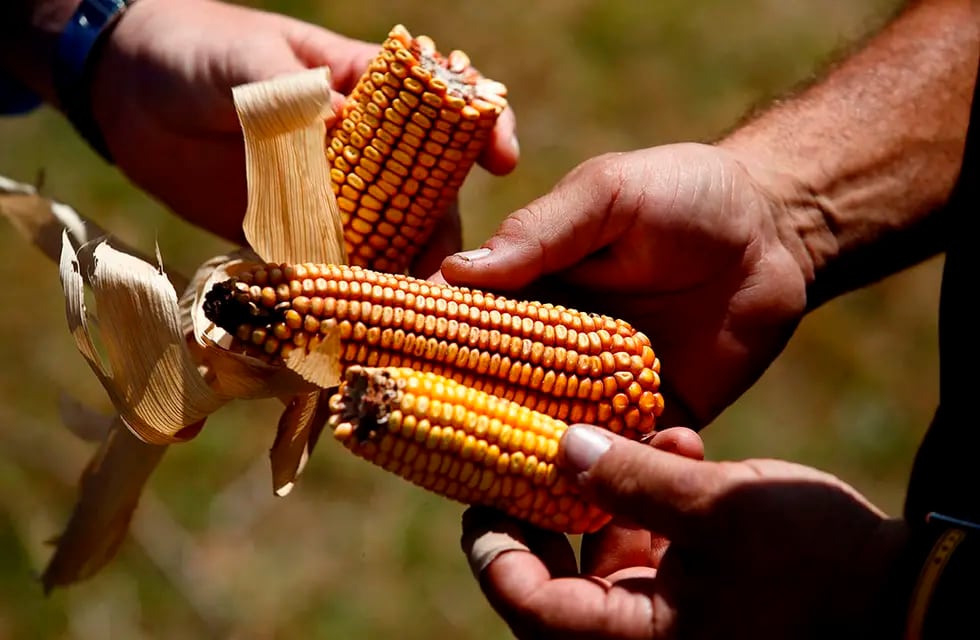 Costos: el aumento del maíz pone en jaque a la ganadería local