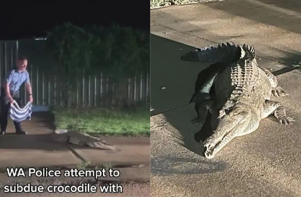 Video: un cocodrilo enorme siembra terror en un barrio de Australia