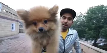 Video: un influencer ató su perro a unos globos de helio para hacerlo “volar” y lo arrestaron