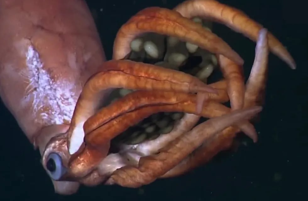 Calamar previamente desconocido de la familia Gonatidae, en las aguas del Golfo de California, en México. Foto: MBARI