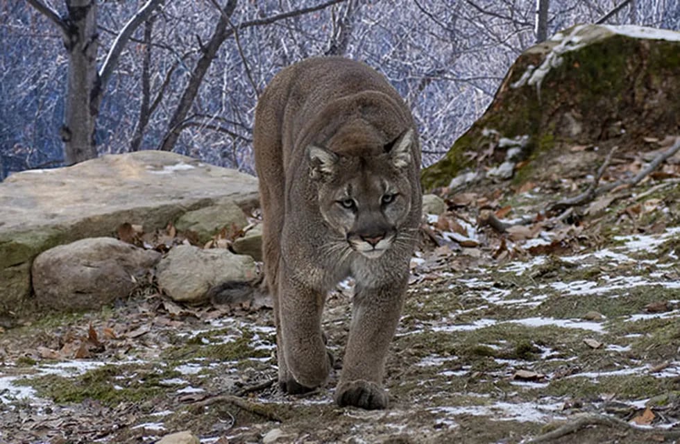 Puma en la montaña mendocina.
