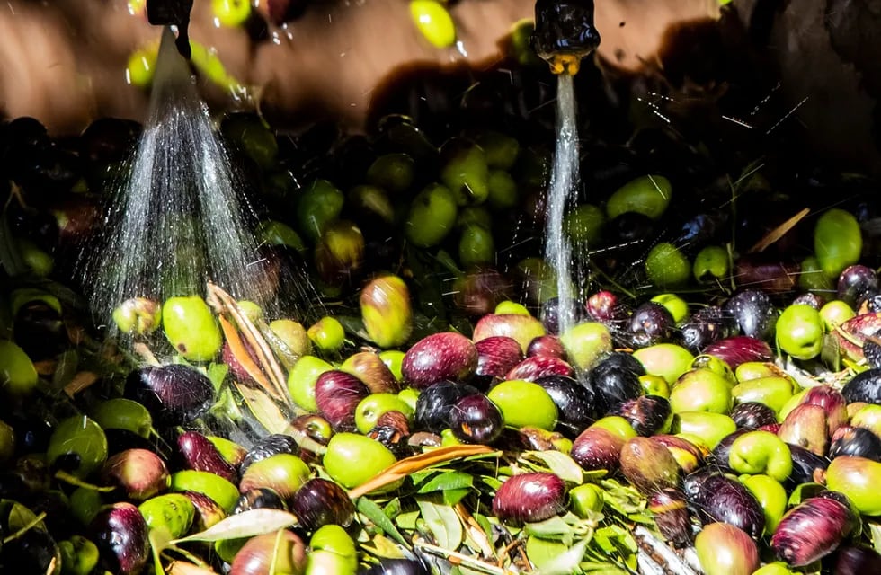 La olivicultura mendocina está transitado una cosecha a la baja, sumado a años de baja en la superficie cultivada.