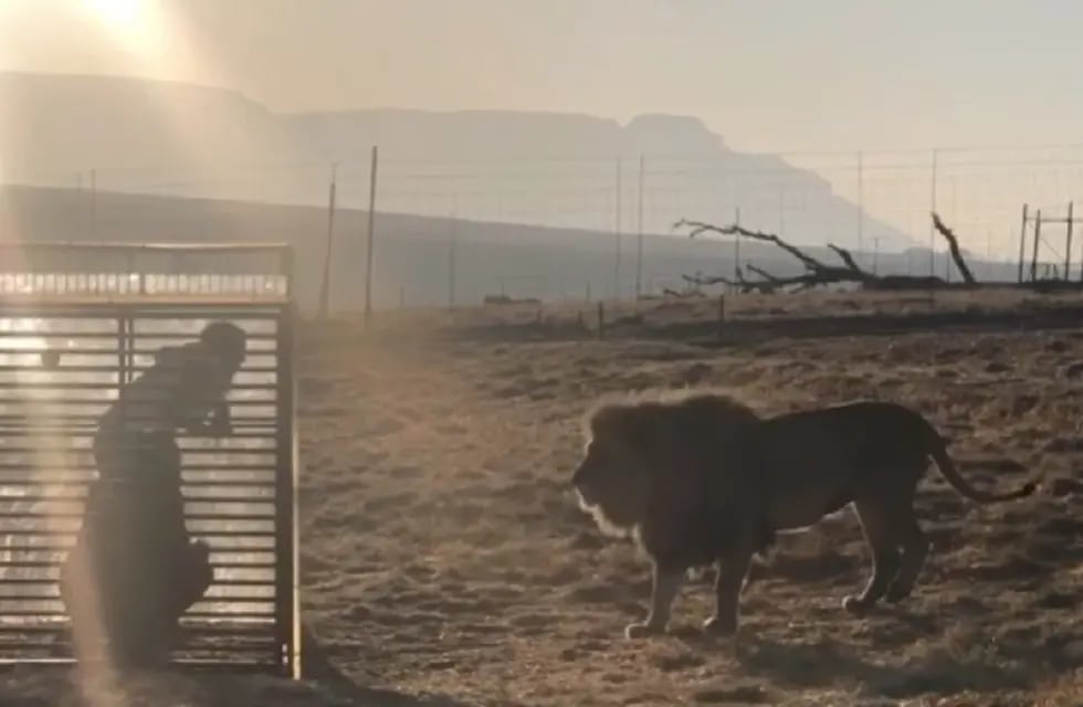 Se inauguró un “zoológico inverso” en Sudáfrica: los humanos están  enjaulados y los leones los visitan